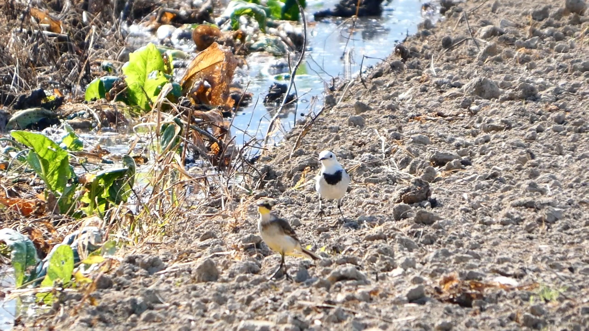 East Asian stone (East Asian stone bird)